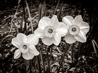 Spring Flowers